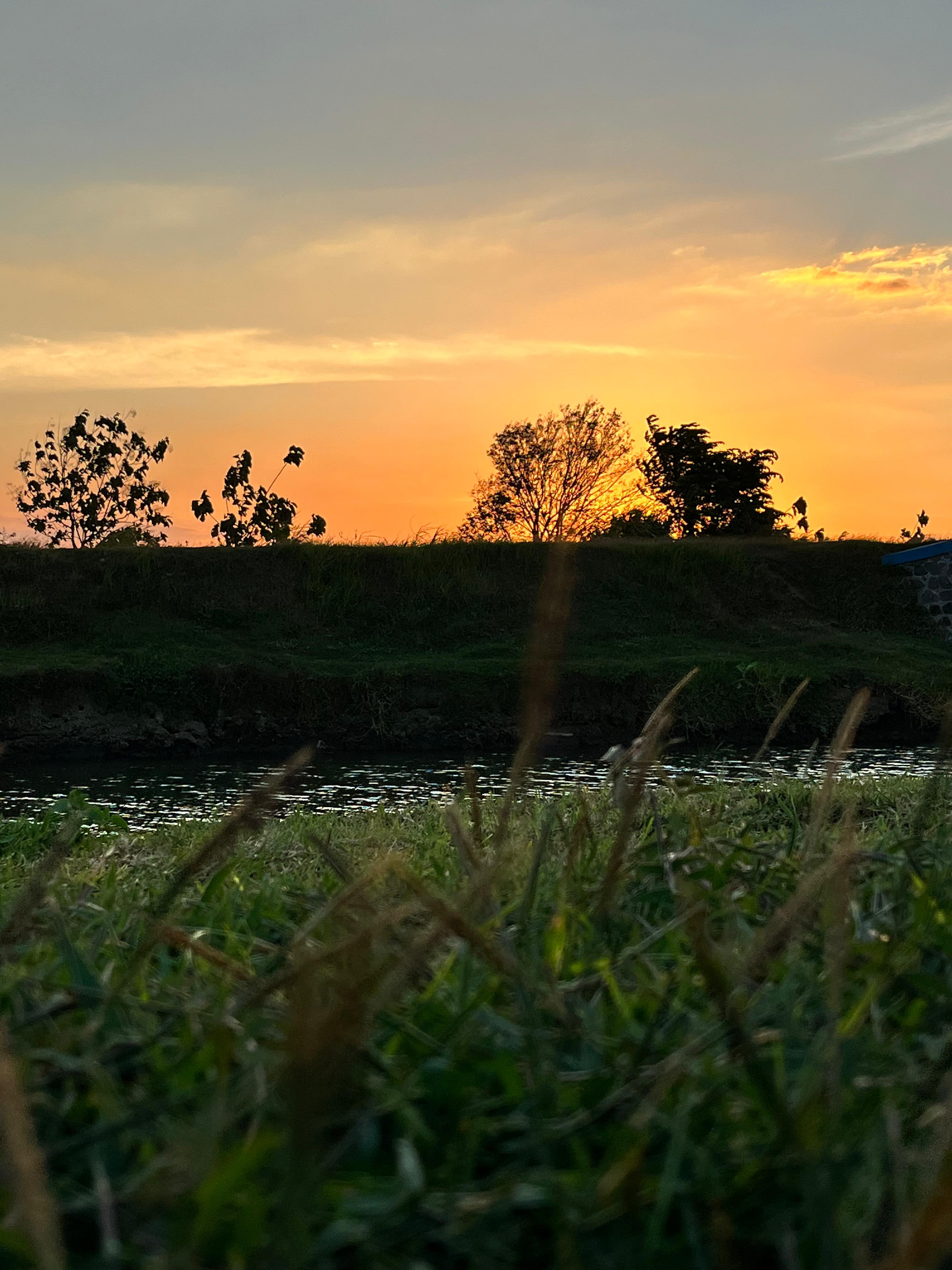 sawah estetik taggul
