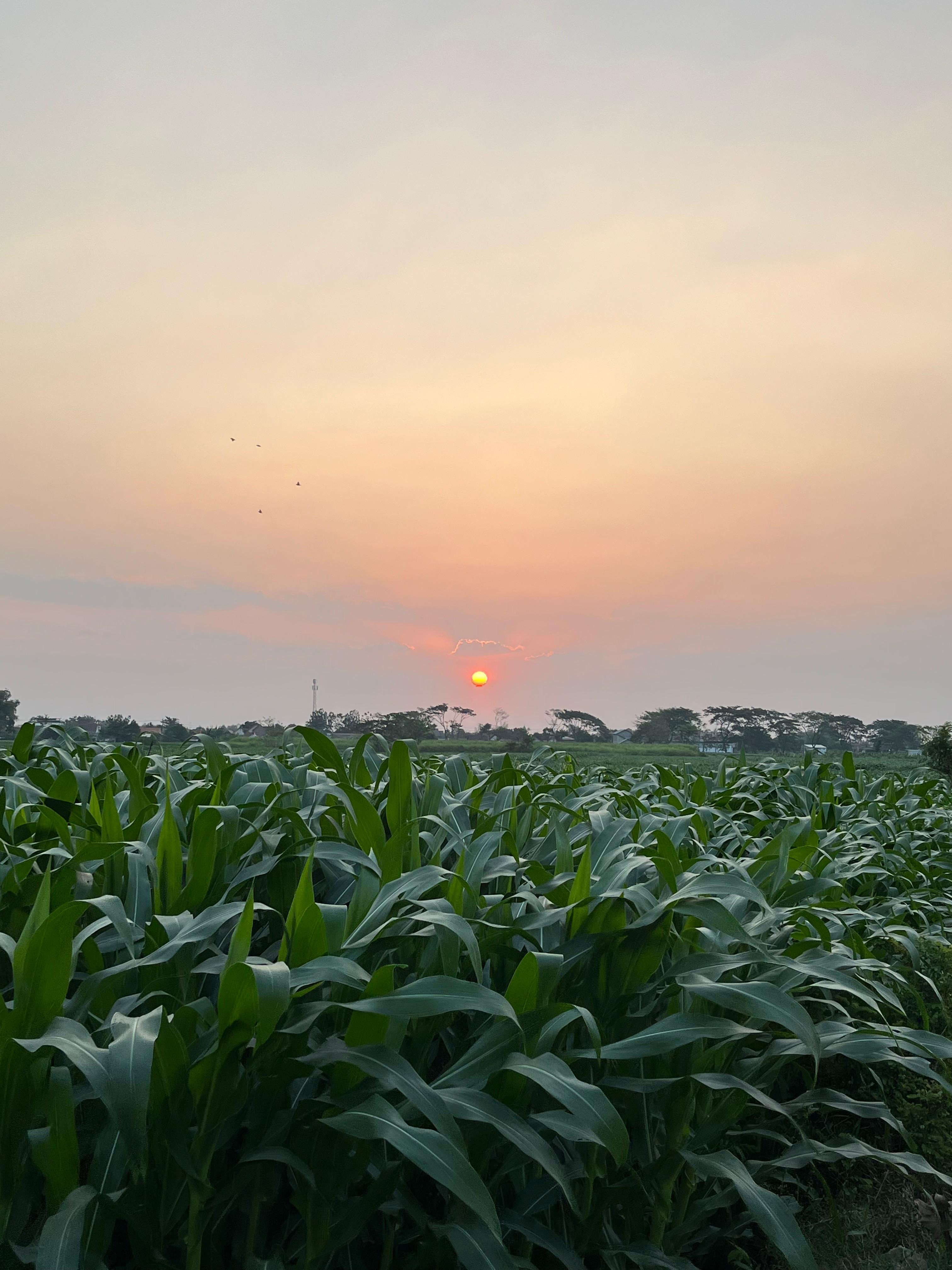 sawah jagung wangkal