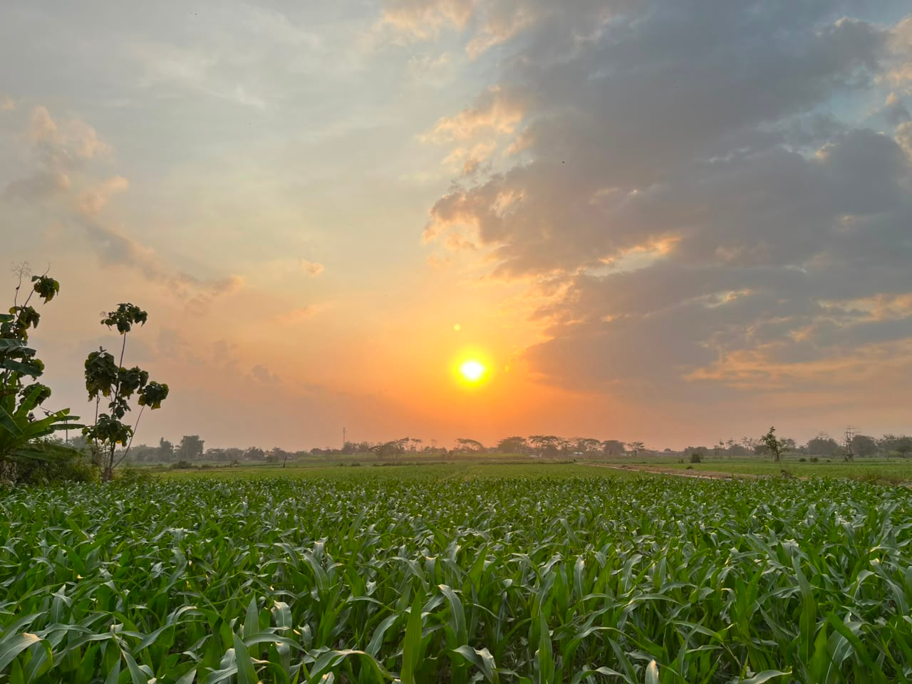 sawah estetik wangkalkepuh
